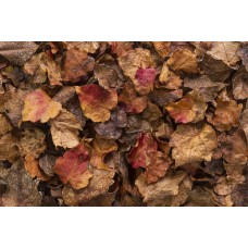 Laub entsorgen – so gelingt es richtig und umweltfreundlich